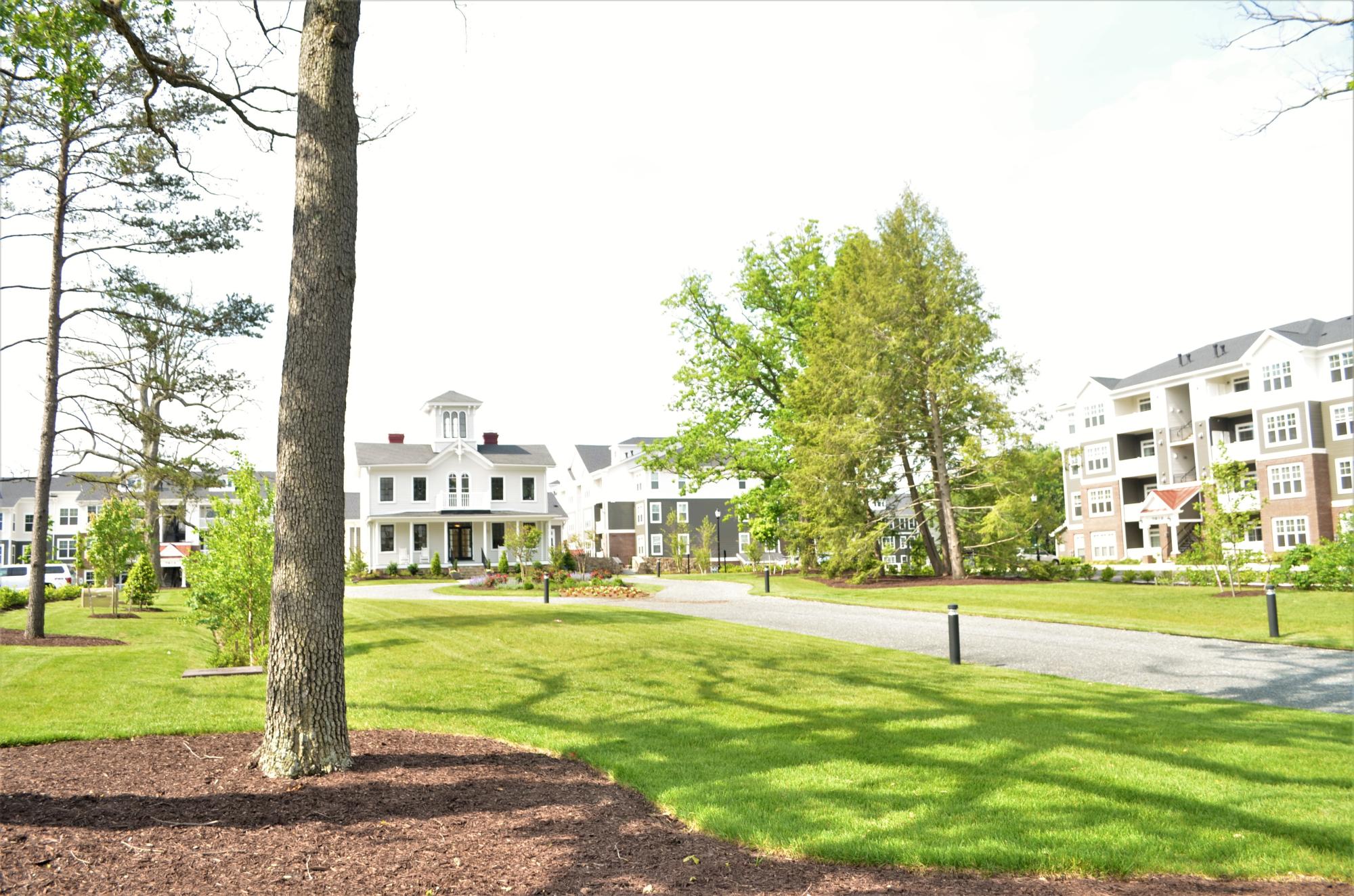 Elm at Shannon's Glenn