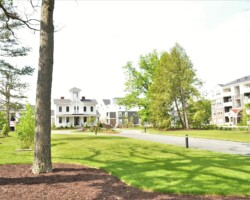 Elm at Shannon's Glenn